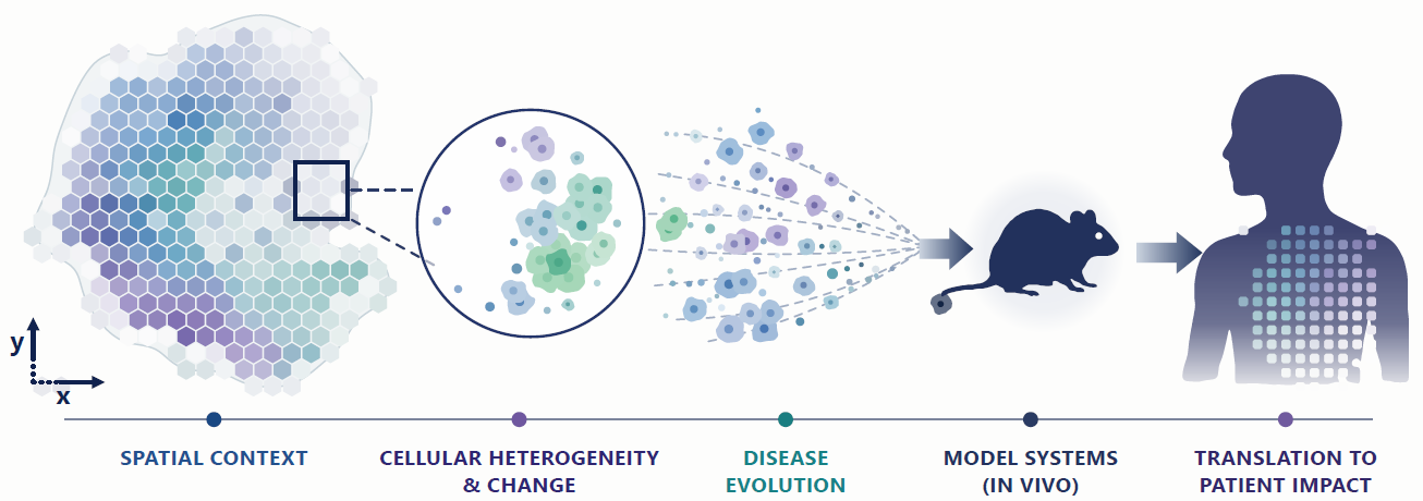 Five elements of our research: spatial context, cellular heterogeneity and change, disease evolution, model systems in vivo, and translation to patient impact